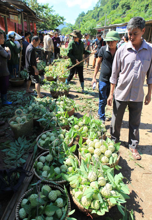 Nhộn nhịp mùa na Lạng Sơn ảnh 8